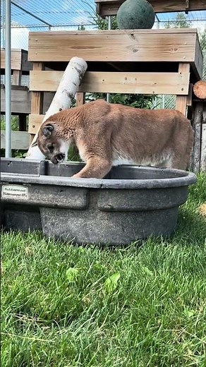 A Cougar! A Mountain Lion! A Puma, Oh My! 🐾 || The Wildcat Sanctuary