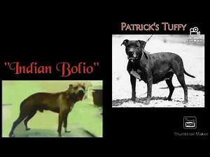 Big Scratch Talk " Bolio Yard Starters "#apbt #pitbull #gamedogs #realapbt