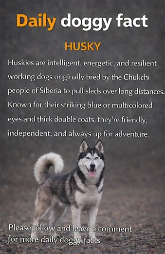 Husky Energy Is On Another Level! ❄️🐾 Did you know Huskies were originally bred by the Chukchi people of Siberia to pull sleds across freezing, harsh terrain? ❄️🐺 These dogs aren’t just beautiful — they’re built for endurance, intelligence, and nonstop energy. With their striking blue or multicolored eyes and thick double coats, Huskies are one of the most recognizable breeds in the world. But here’s what makes them special… it’s not just their looks. Huskies are loyal, playful, and full of pe