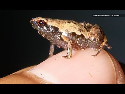New "Mini mum" Frog is One of the Tiniest Ever Discovered