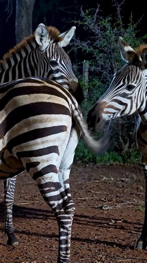 The backup boys are starting to go into battle 202