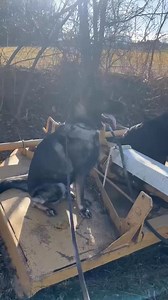 Lucy and Oakley working on place together! #placecommand #fursiblings #fursiblinglove #fursibling #balancedtrainer #marylanddogtrainer #dogtrainer #localdogtrainer #mdk9training | Mason Dixon K9