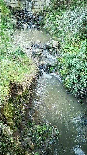 Creek water flow. Day 78