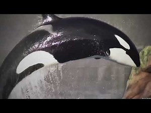 those poor unamerican girls