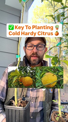 Cold Hardy Citrus Growing Guide 🍋🌿
