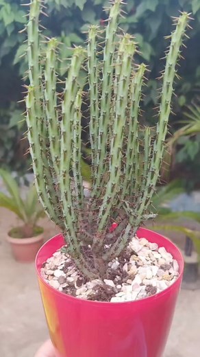 Euphorbia aeruginosa is a very decorative spiny, succulent #euphorbia #succulents #Amazing #reels #beauty #viralreels #home #virals #reelsinstagram #foryou #foryoupage | Decor & Beauty