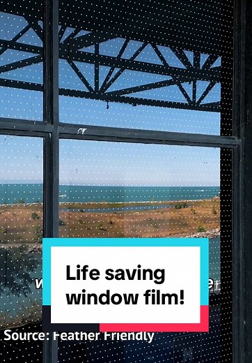 This simple bird-friendly film is helping protect birds from what was once America’s deadliest building! 🦜🏙️ #goodnews #positivenews #wildlife