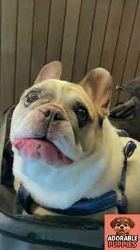 Funniest Dog Moments Compilation 🐶😂 | Try Not to Laugh Challenge 2