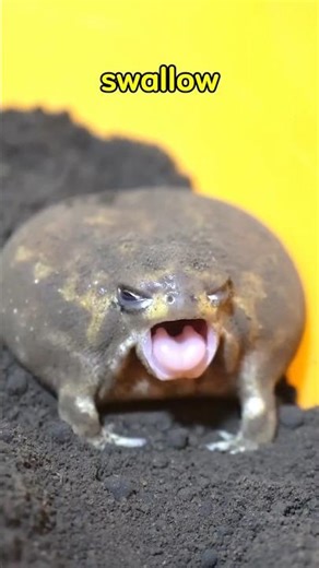 How Frogs Swallow Food