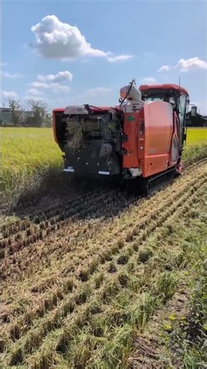 Modern Rice Cutting Machine | Automatic Paddy Harvester in Action |