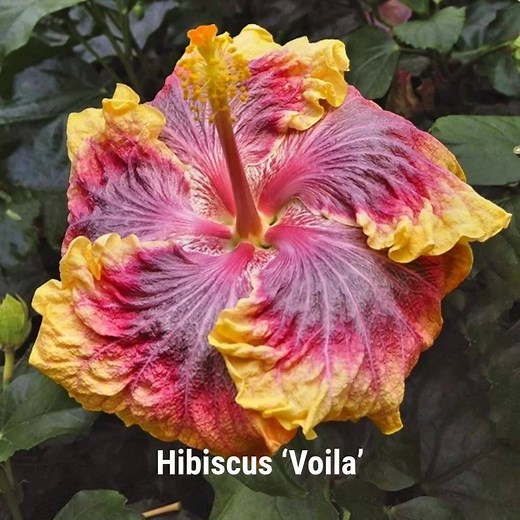 Outrageous color, dinner-plate sized blooms and floral perfection are just some of the words used to describe these large tropical Hibiscus. We have many wonderful hibiscus in our collection, and here are a few of our favorites... | Logee's Tropical Plants