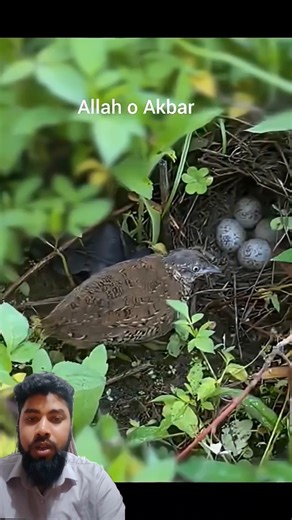 Surah Al-Ikhlas 🤲🕋♥️ #Interpretation #TrustInGod #ProvisionIsInGod'sHands #SurahAlIsra #FearOfPov...