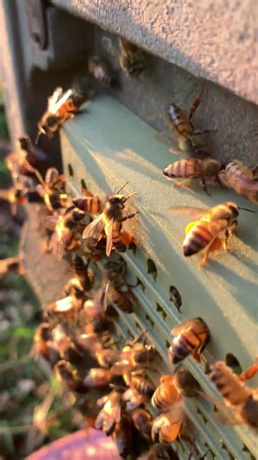 Bees Collecting Pollen Collection #beekeeper #employee #honeybeesting #workerbee
