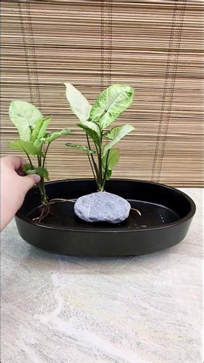 How to Add Seashells Accent in Syngonium White Butterfly Water Garden🦪 #ideas #homedecor #tabledecor