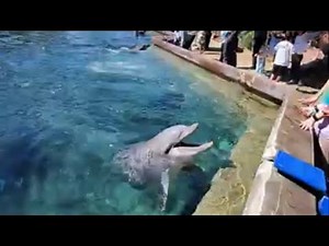 Dolphin Encounter at SeaWorld Orlando 🐬 Full Experience (Up Close & Hands-On!)