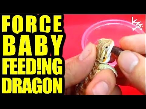 How to FORCE FEED Your Baby Bearded Dragon #K3Reptiles