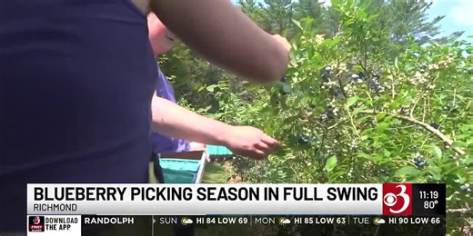 Blueberry picking season in full swing