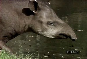 Wading lowland tapir | Britannica
