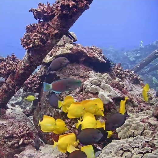 Daily Dose of Hawaiian Reef Fish | MEGA Lab Cam Hawaii live stream