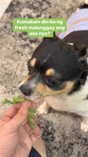 Chihuahua eating raw moringa leaves. 🍃 #MoringaMagic #Chihuahua | Deejimon TV