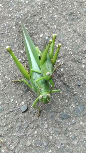 Grasshoppers Mating Up Close 🦗 Nature in Action | Province Life Philippines