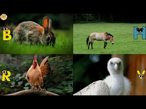 ABC Farm animal Song🐓| Learn Alphabets, English and Animals for Kids