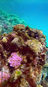 Vertical video, Algae covers beautiful hard corals in shallow water in a coral garden, tropical fish swim nearby, Abu Dabbab bay, Marsa Alam, Red Sea, Egypt. Forward movement