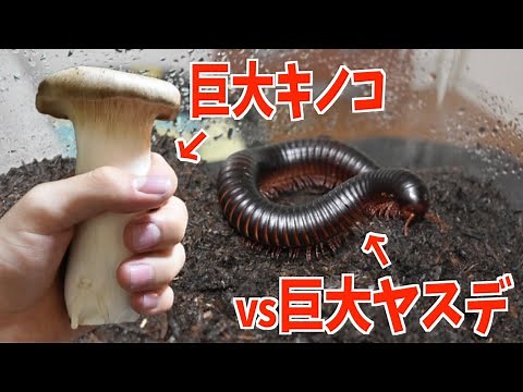ヤスデに巨大キノコを与えたらどうなるのか？