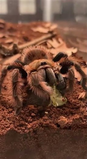 Tarantula vs Giant Grasshopper: Ultra-Realistic 10-Second Close-Up