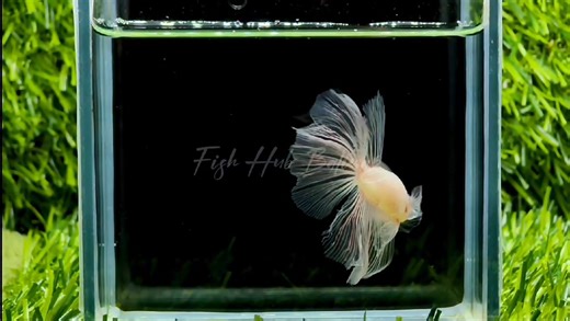 Solid Cello Halfmoon 💎 | Fish Hub Baliwag