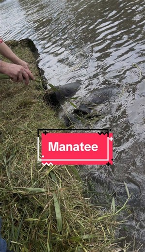 Manatees found in Guyana’s National Park. Guyana is home to the West Indian manatee, also called the Guianan manatee. Manatees live in slow-moving rivers, mangroves, and coastal lagoons—all of which Guyana has in abundance. Fresh salt water: Guyana’s river systems connect directly to the Atlantic coast, allowing manatees to move between freshwater and saltwater, which they need. These areas have lots of aquatic plants and grasses, which are the manatee’s main food.#CapCut #manatee #guyanesetikto