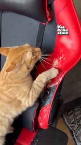 "THAT'S IT! I'm playing solos!" 😹💥🎮 (Via - Nicolás F.) | The Pet Collective