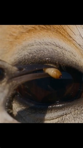 What’s Hiding in Its Eye? 👀 #wildlife