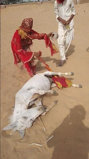 Poor Donkey Was Trapped for 3 Days… Then She Finally Rescued Him!