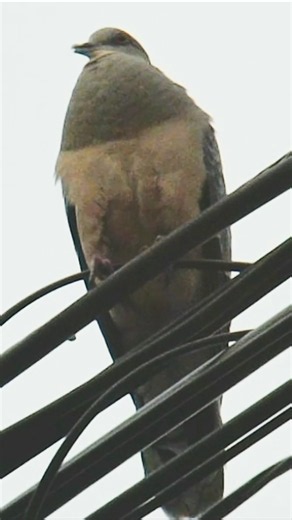キジバトの夕方の鳴き声 #birds #shorts