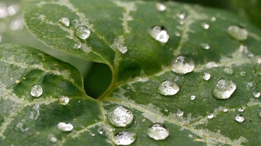 What does rain smell like? Here the science behind that earthy scent in Oklahoma storms