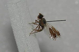 Fruitfly evolved pictures of ants on its wings