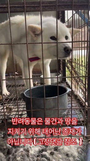 반려동물은 물건과 땅을 지키기 위해 태어난 존재가 아닙니다 ( 고정댓글 참조)