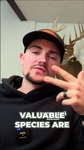 What do tree buyers look for? 👀🌳 #logging #timber #forestry