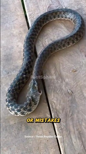 This Snake Tried to Eat Itself… Here’s Why!