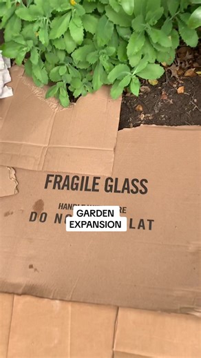 I ❤️ sheet mulching! These two gardens became one after digging up the bricks and bringing them out to create a new border. Added fresh mulch and WOW 🤩 I had some Amazon boxes but not enough. The new neighbors had their moving boxes outside and said I could take whatever I needed 😆 This project is to be continued on our other beds! Who else is shrinking their lawn this season? #gardenagenda #gardening #gardenproject #mulch #sheetmulching #gardening101 #gardentok #hardwork #hardworkpaysoff #gar