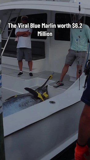 The Viral $6.2 Million Blue Marlin caught by “Floor Reel” at the 50th annual White Marlin Open #whitemarlinopen2023 #whitemarlinopen #marlinfest #marlinfest2023 #OCMD #oceancitymaryland #easternshoreofmdfishing #oceancitymd #fishing #offshorefishing #billfish #billfishing #billfishtournament