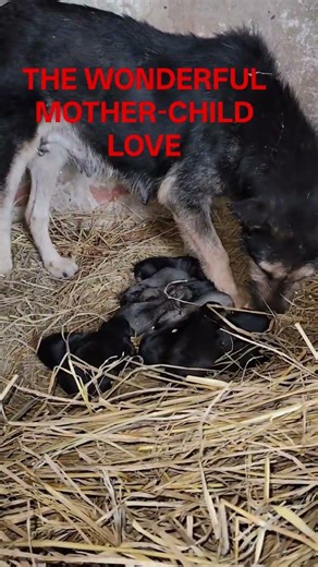 Maternal love: A mother dog gives birth to 12 puppies. #snake #nature1 #reptiles