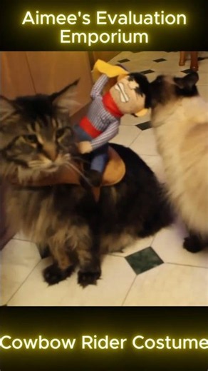 My Cat Became a COWBOY 🤠🐱
