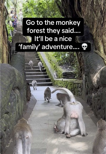 You shall NOT pass…. 💀👀😂 #trending #monkeyforest #monkeyforestubud #bali