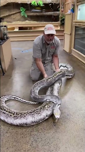 BIG SNAKE WANTED TO STRIKE ME😳