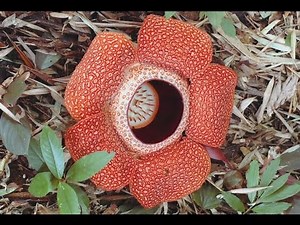 Biodiversity Hotspot Case Study: Philippines