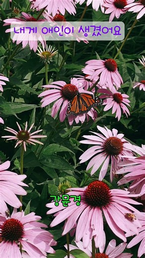 내게 애인이 생겼어요/강문경