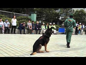 警察犬服従訓練 演技