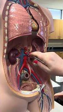 Endocrine Lab Structures